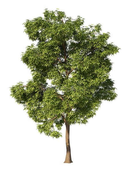 ash clipart|free clip art ash tree.